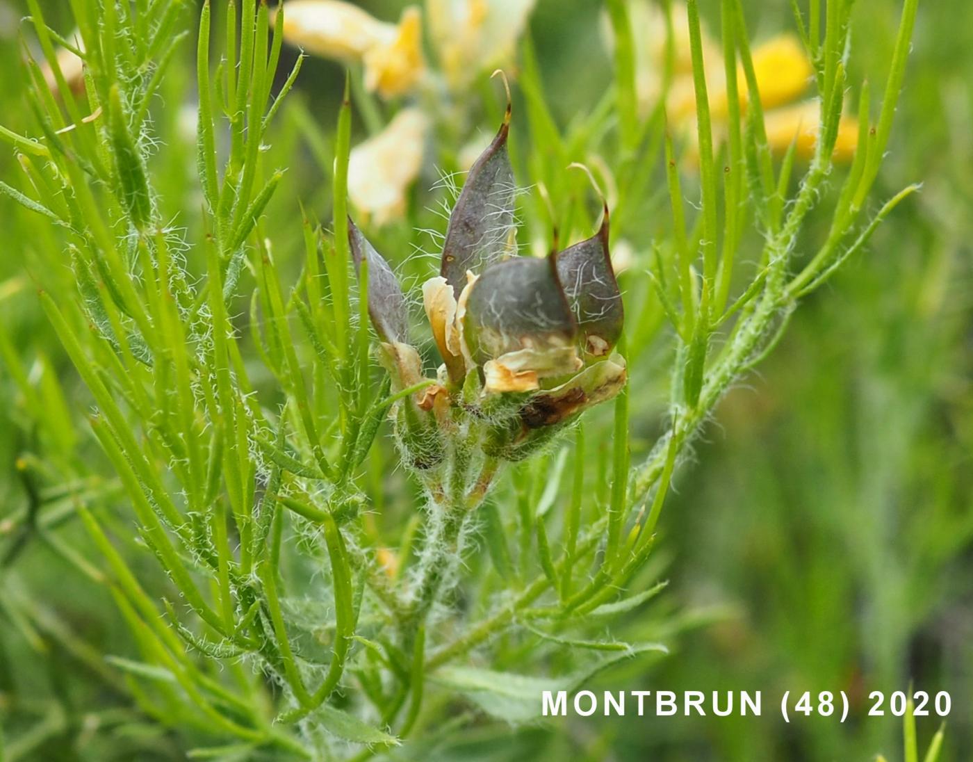 Gorse, Spanish fruit